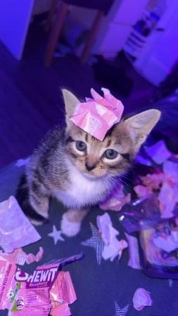 Image 5 of 1 beautiful tabby kitten for sale