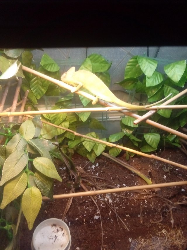 Preview of the first image of 6 month old Yemen chameleon female and full set up.