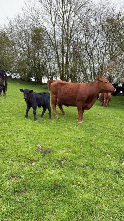 Image 3 of Dexter cows and calves for sale