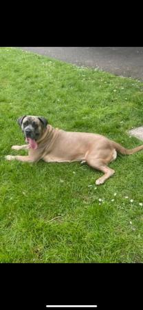 Image 4 of Our 3 year old Mastiff needs a family with children