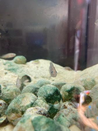 Image 3 of Neolamprologus multifasciatus Shell dwellers cichlids £2
