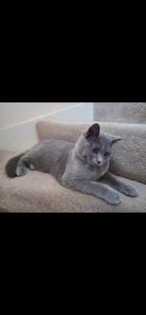 Image 4 of Beautiful British Shorthair one year old male cat