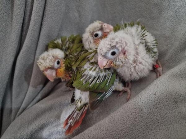 Image 2 of Adorable fully hand reared conure baby's