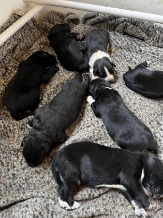 Image 2 of Collie x puppies 4 girls one boy left