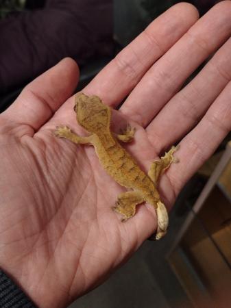 Image 3 of Crested Gecko for sale to good home