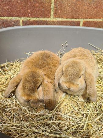 Image 7 of Adorable Dwarf Lop baby Rabbits.