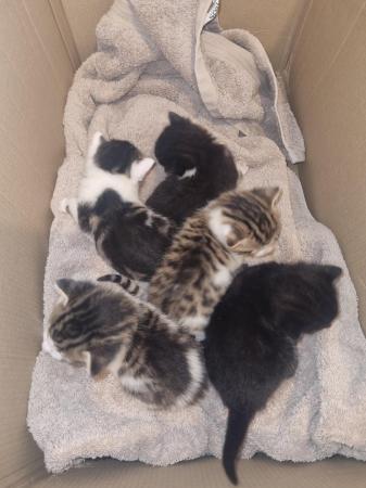 Image 4 of Bengal cross kittens for sale