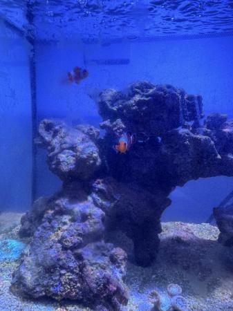 Image 4 of Blue Regal Tang & 2 Clown Fish (Small)