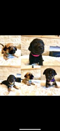 Image 4 of Doxie chon puppies, last 3 left! Reduced