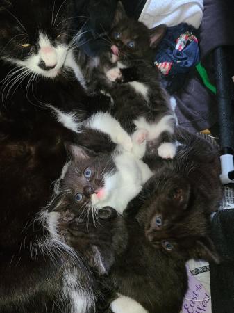 Image 4 of ALL KITTENS NOW RESERVED