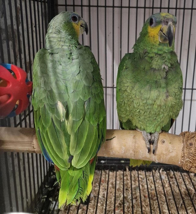 Preview of the first image of Stunning Baby Amazon Parrots.