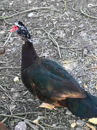Image 6 of Muscovy ducks available in a range of colours