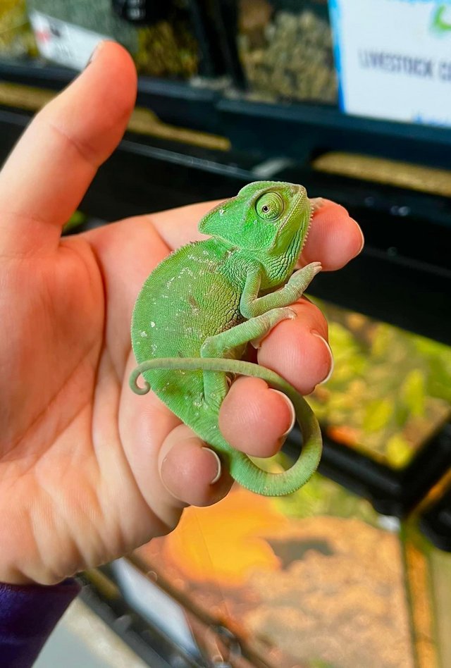 Preview of the first image of Young Yemen Chameleon for sale.