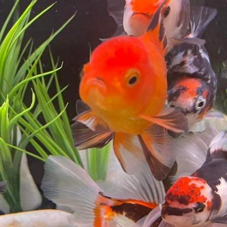 Image 2 of FANCY GOLDFISH - LOTS TOO CHOOSE FROM