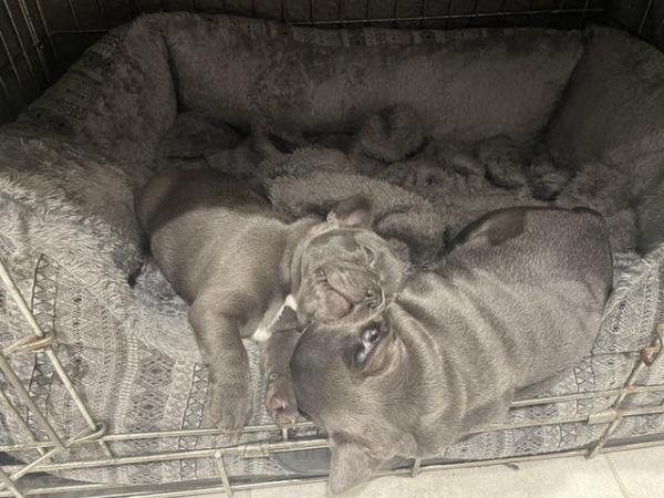 Image 12 of ***ALL SOLD*** - Stunning blue French bulldogs KC registered