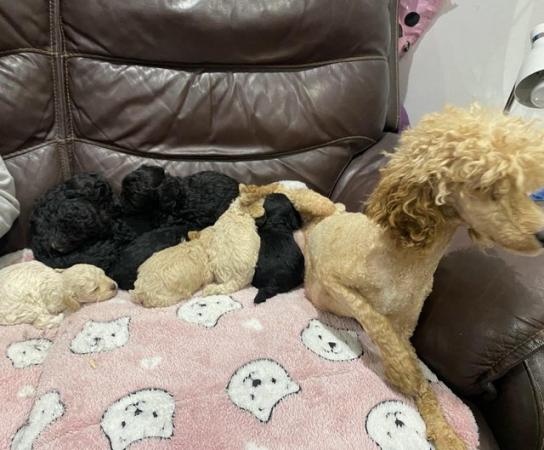Image 21 of Beautiful Toy Poodles“ready now”