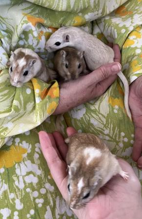 Image 17 of Male Gerbils *Available*