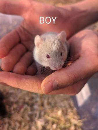 Image 4 of Friendly, baby Syrian hamsters