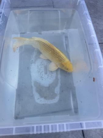 Image 4 of 2 Koi Carp for sale 14/18 inches