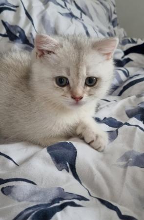 Image 8 of Pedigree british shorthair kittens