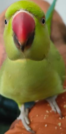 Image 2 of Female ringneck parrot l
