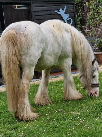 Image 3 of Tommy, mr shebly, 14.3 stallion
