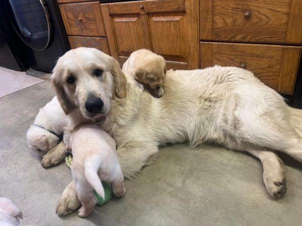 Image 14 of Gorgeous Chunky Labrador x Golden Retriever Puppies