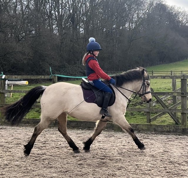 Preview of the first image of 14.1hh Connemara Dun mare for sale.