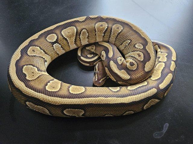 Preview of the first image of Cb22 royal pythons future breeding pair.