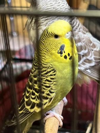 Image 6 of Budgies for sale with toys/feeders/drinkers