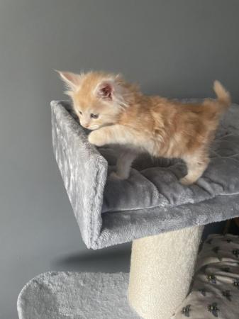 Image 4 of Maine Coon Ginger kittens ( 2 boys)