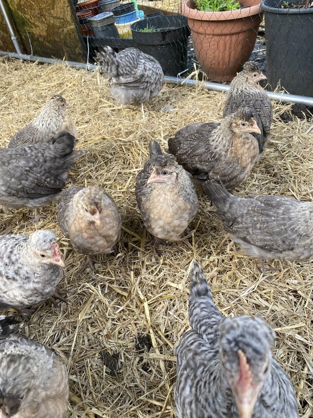Preview of the first image of crested cream legbar HENS growers blue egg layers chickens.