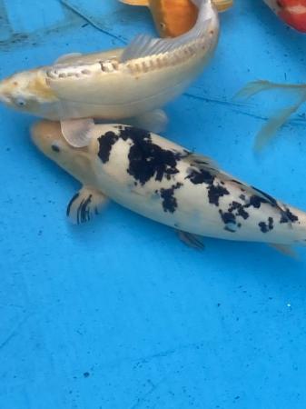 Image 3 of Japanese Koi carp for sale 22 inch