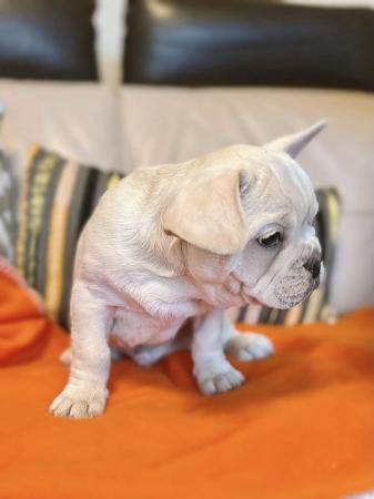 Image 13 of White/Cream French Bulldog Puppies