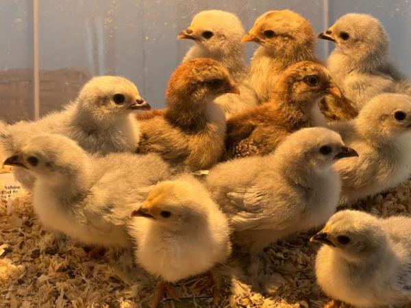 Image 3 of Chicks -10 Day old Lavender and Gold Partridge Pekin bantams