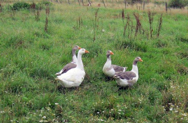 Image 3 of Pure Bred West of England Geese