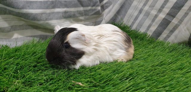 Image 10 of I have for sale Boar (Male) Guinea Pigs