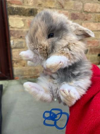 Image 3 of ALL NOW RESERVED Pure bred mini lops ……Harlequin. ……NO