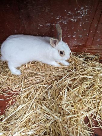Image 2 of Male rabbit for sale. Friendly