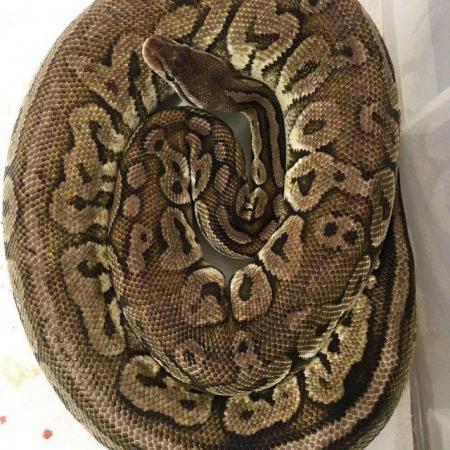 Image 2 of OPEN TO OFFERS ROYAL PYTHONS male and females