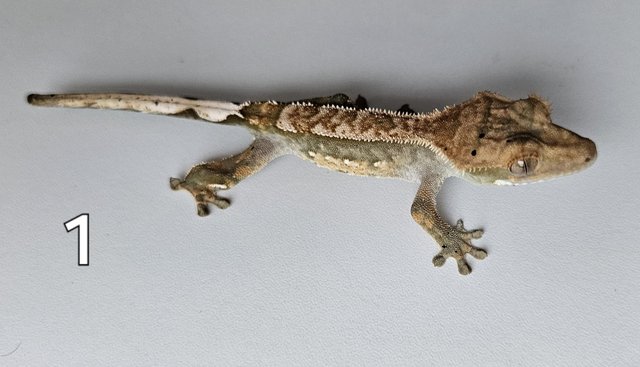 Image 13 of Juvenille Crested geckos