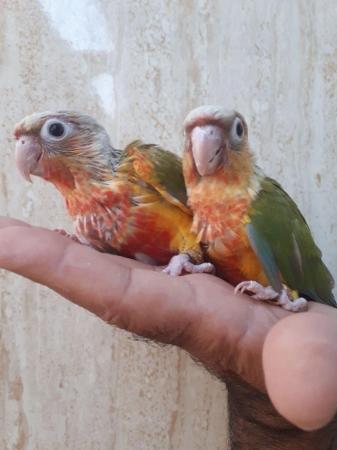 Image 10 of Handreared Tamed lovely Conures