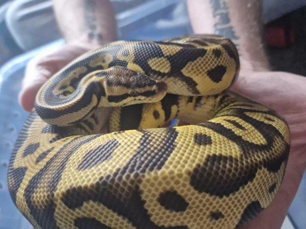 Image 7 of 3 different ball pythons for sale varying morphs £60 each