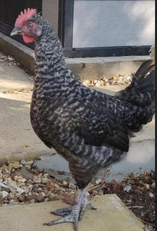 Image 9 of Chickens male and female for sale