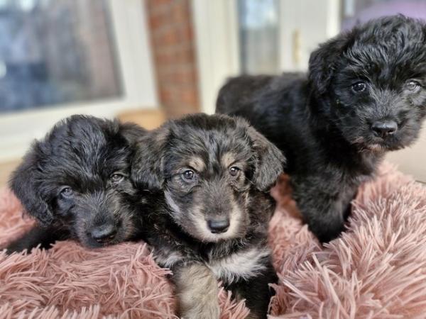 Image 5 of Gorgeous pomsky-poodle puppys . health tested parents.