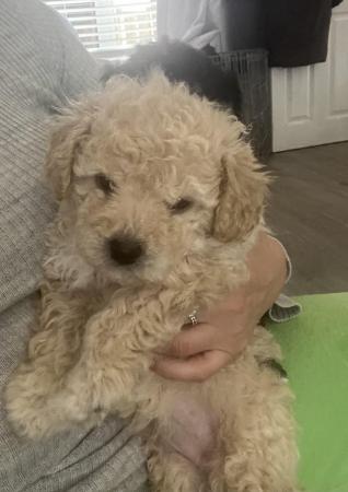 Image 5 of Poochon puppies looking for their forever home