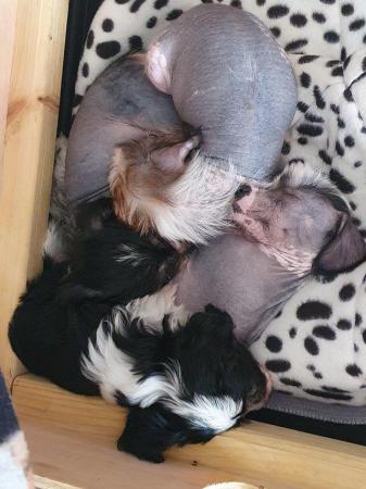 Image 10 of KC Chinese crested puppieslooking for their forever home