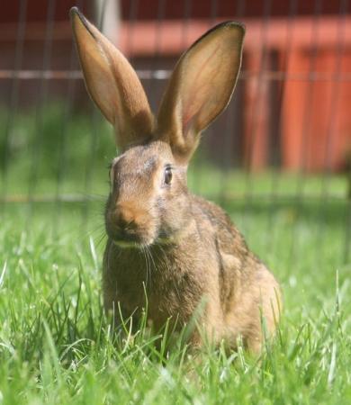 Image 1 of Belgian Hares – Pedigree