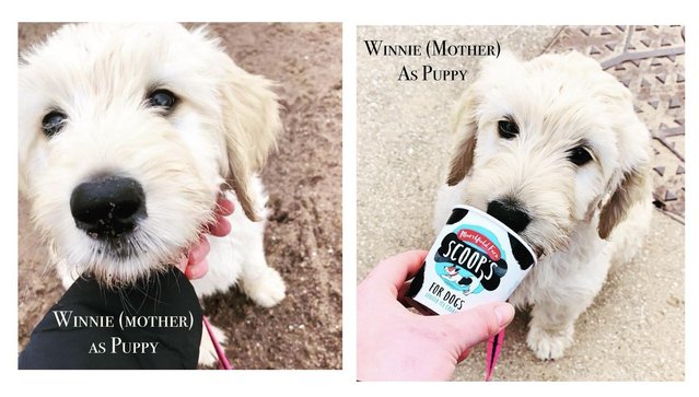 Image 12 of Goldendoodle Puppies for sale