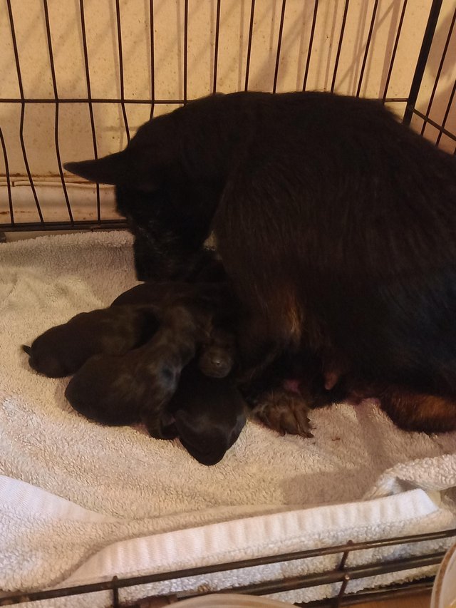 Preview of the first image of Black patterdale puppies ....